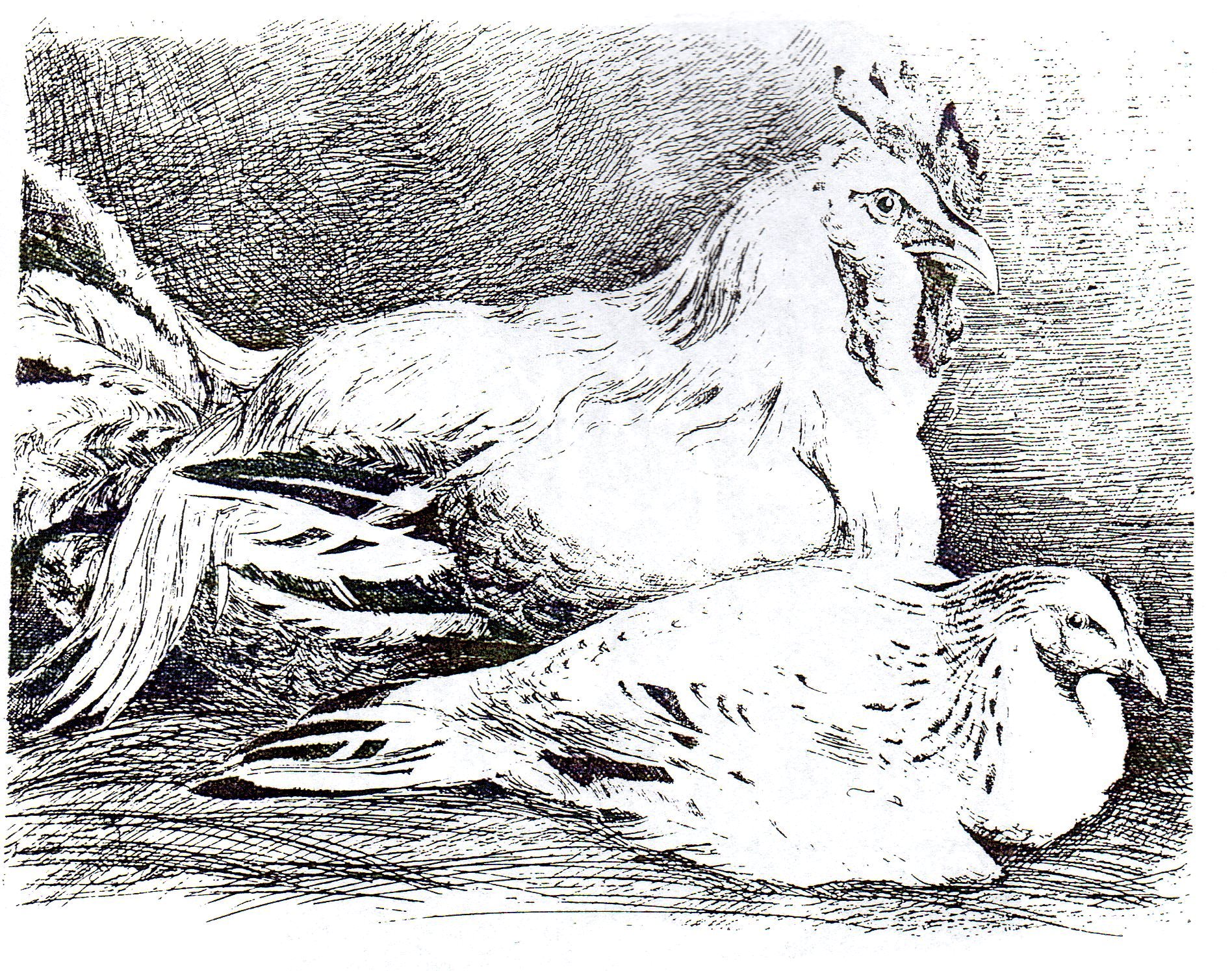 Gallo e gallina - acquaforte 1933